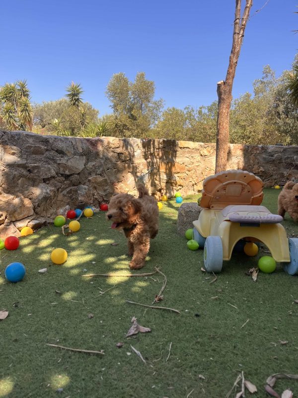 Mini Apricot Poodle - Image 14