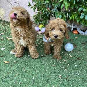 Mini Apricot Poodle