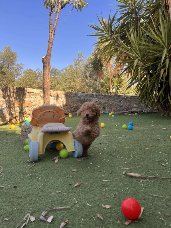 Mini Apricot Poodle - Image 16