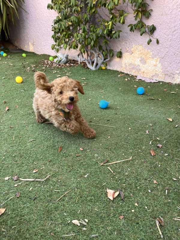 Mini Apricot Poodle - Image 17