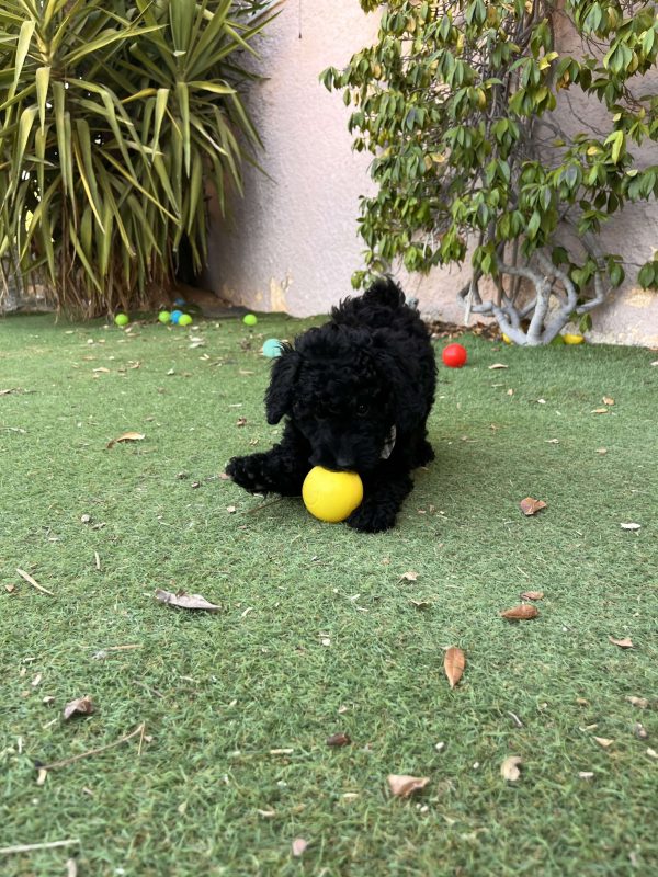 Μαύρα Mini Poodle - Image 2