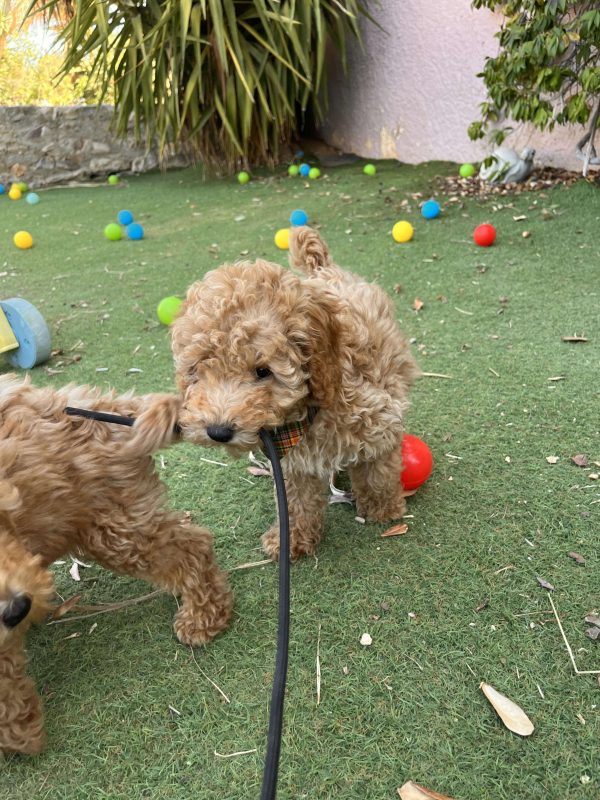Mini Apricot Poodle - Image 18