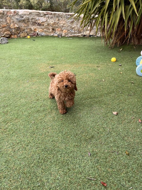 Mini Apricot Poodle