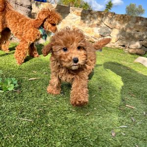 Mini Apricot Poodle