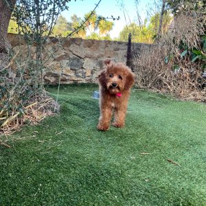 Mini Apricot Poodle κοριτσάκι