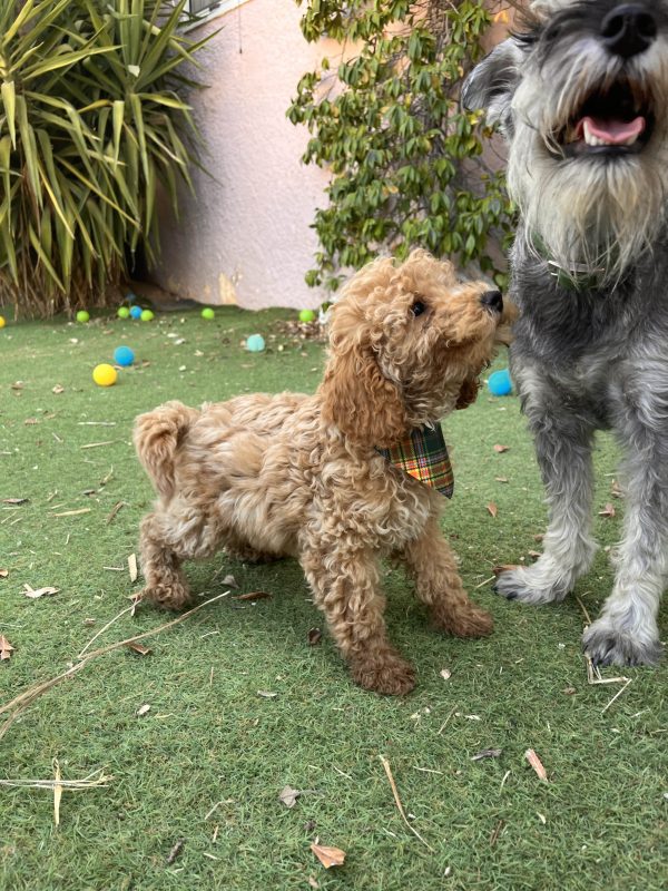 Mini Apricot Poodle - Image 2