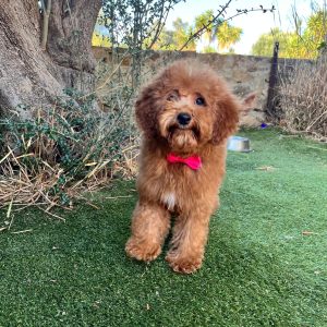 Mini Red Apricot Poodle