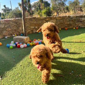 Mini Apricot Poodle