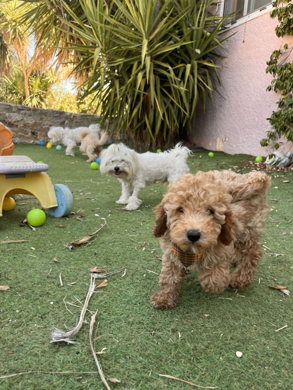 Mini Apricot Poodle - Image 8