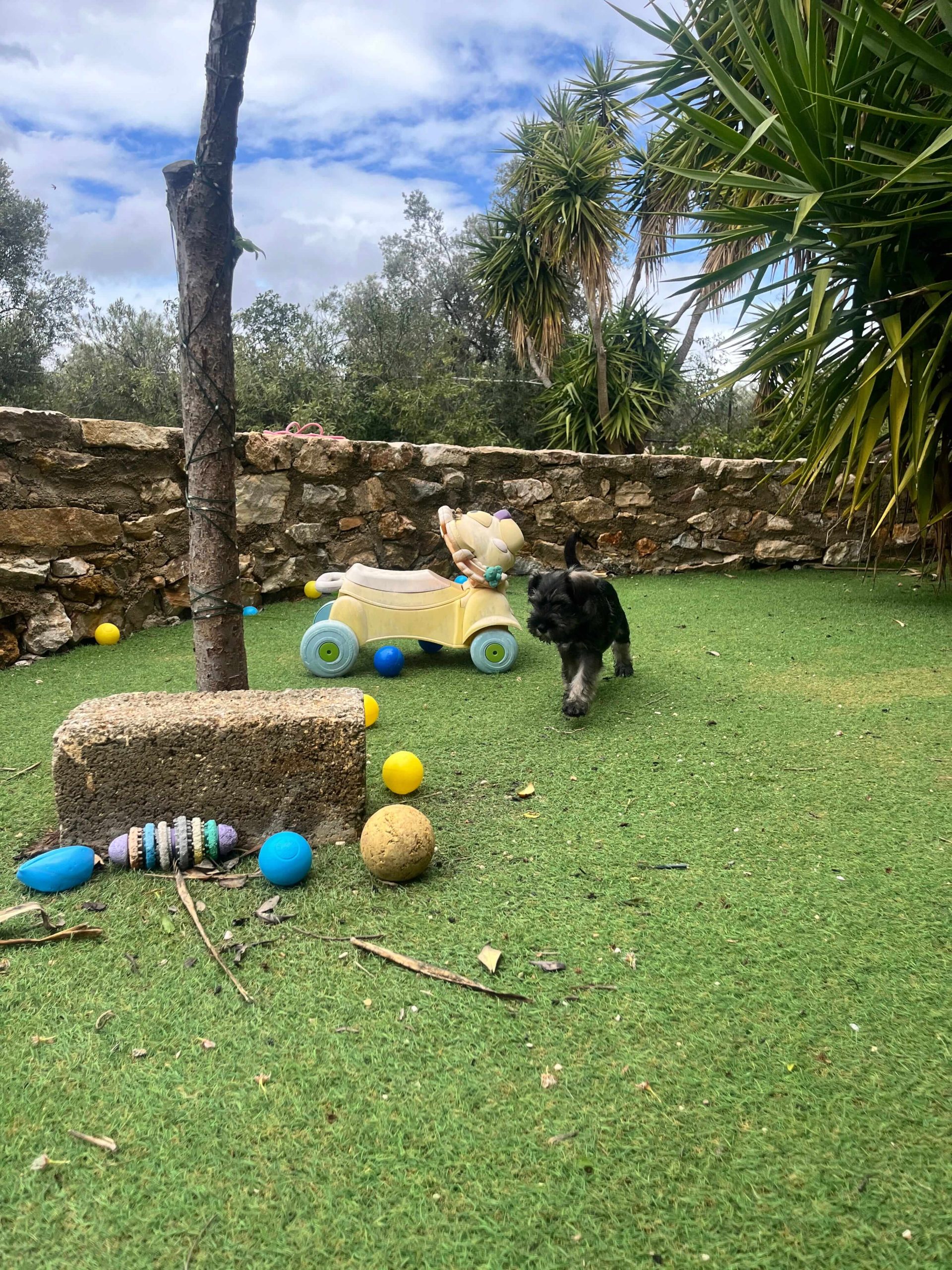 Miniature Schnauzer - Image 2