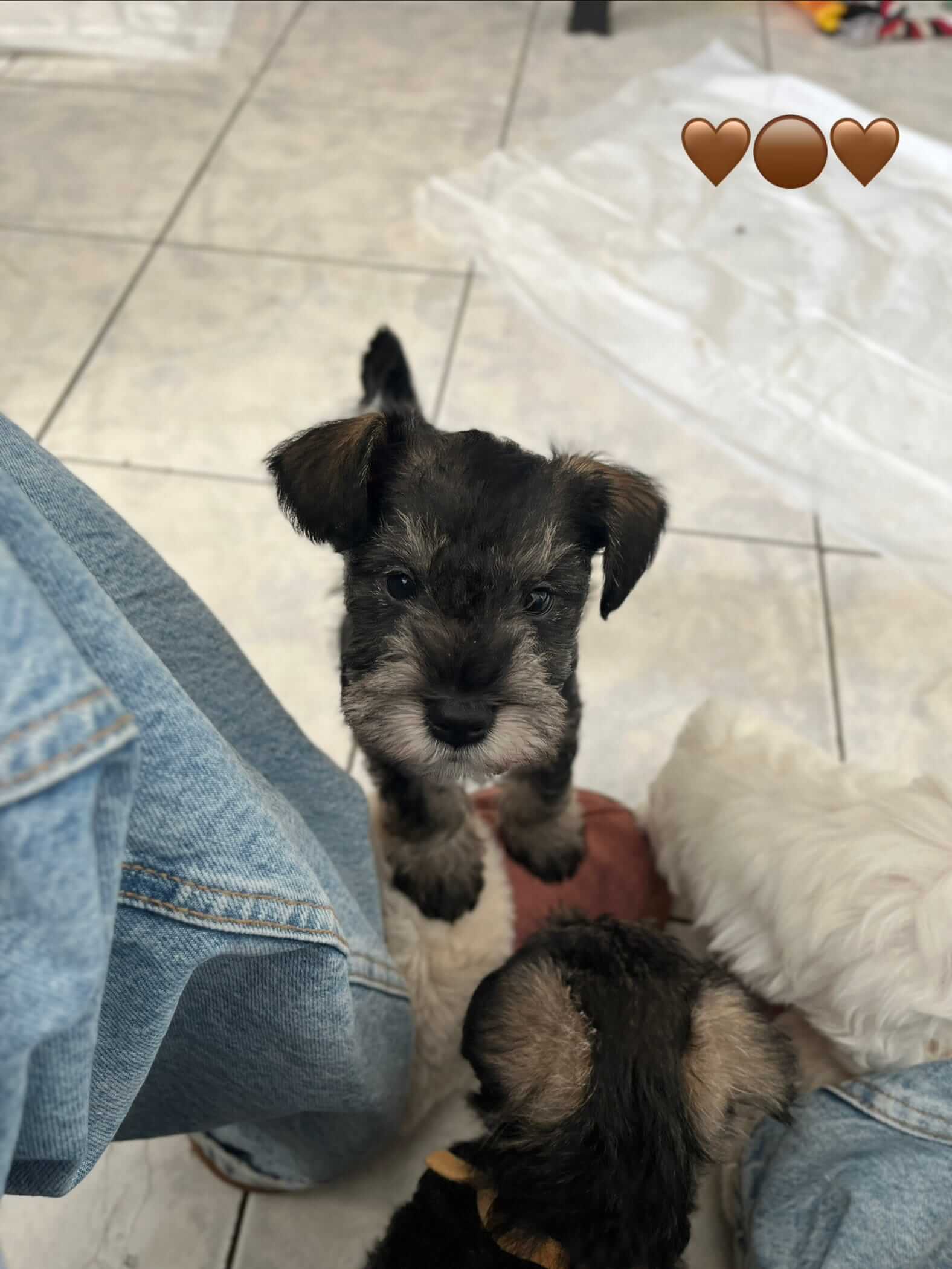 Miniature Schnauzer Ελληνική Εκτροφή - Image 13