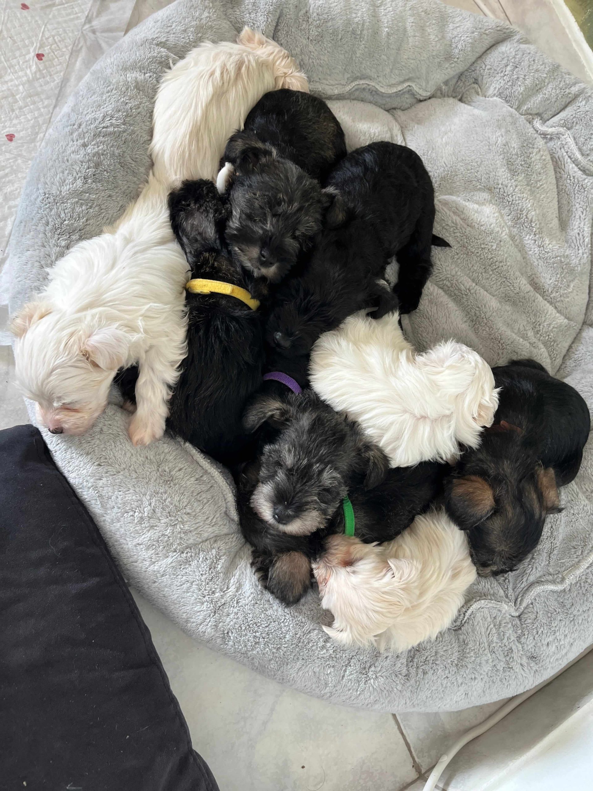 Miniature Schnauzer Ελληνική Εκτροφή - Image 19