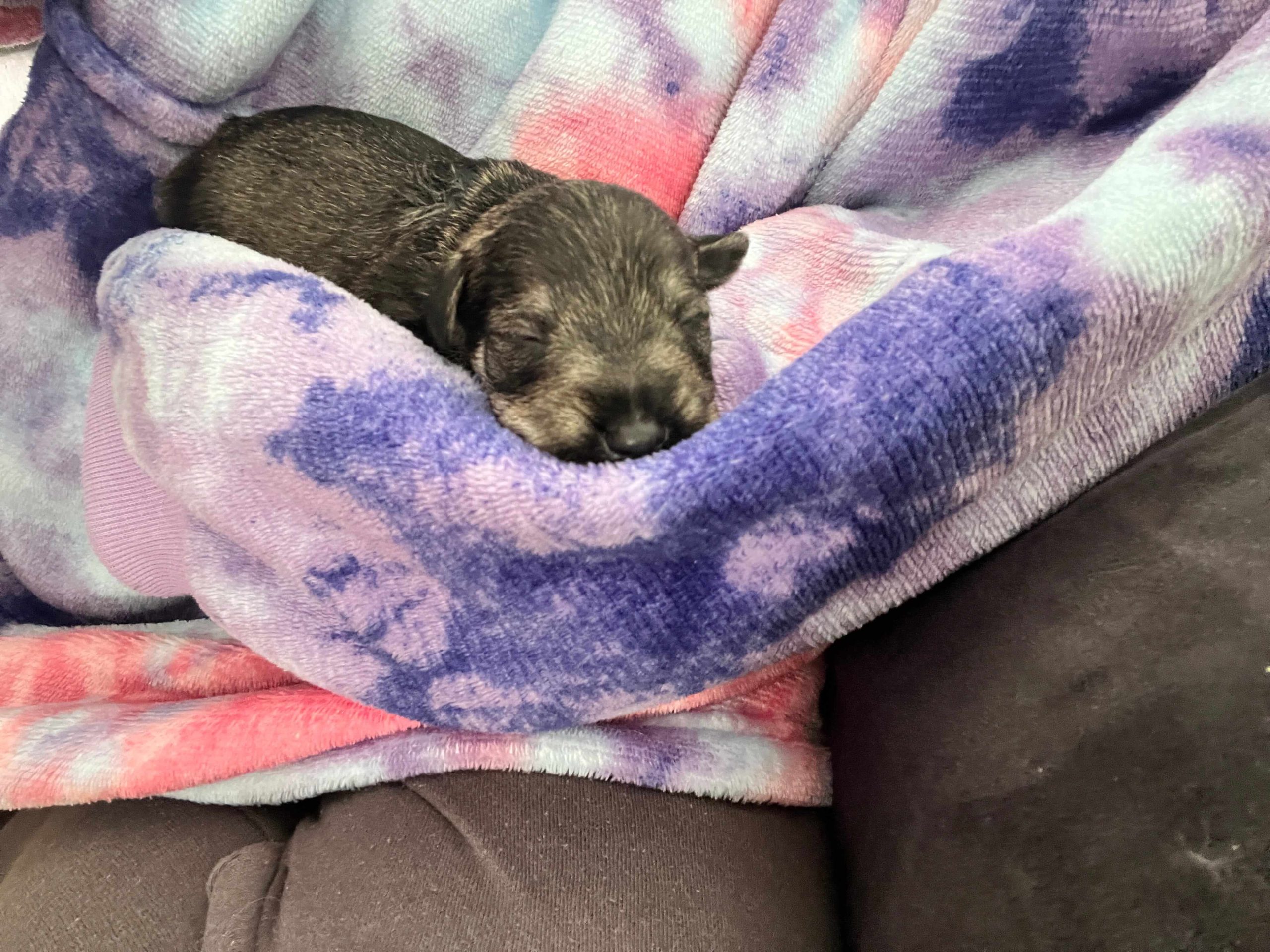 Miniature Schnauzer Ελληνική Εκτροφή - Image 2