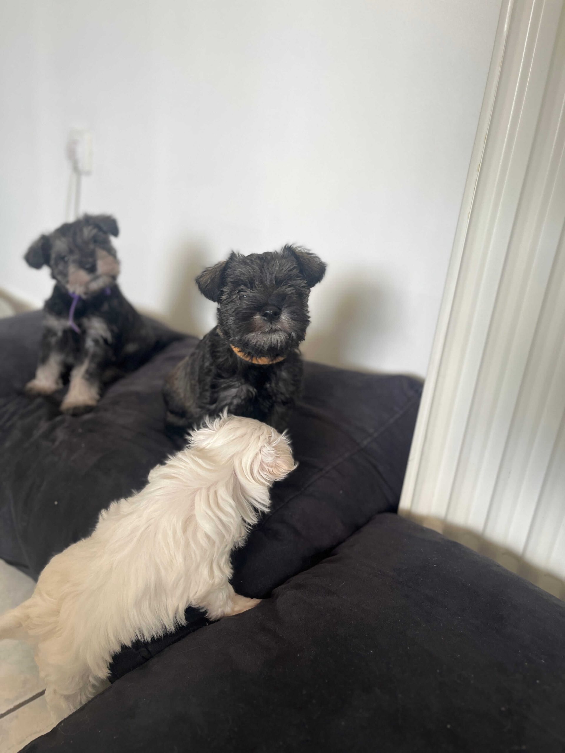 Miniature Schnauzer Ελληνική Εκτροφή - Image 3