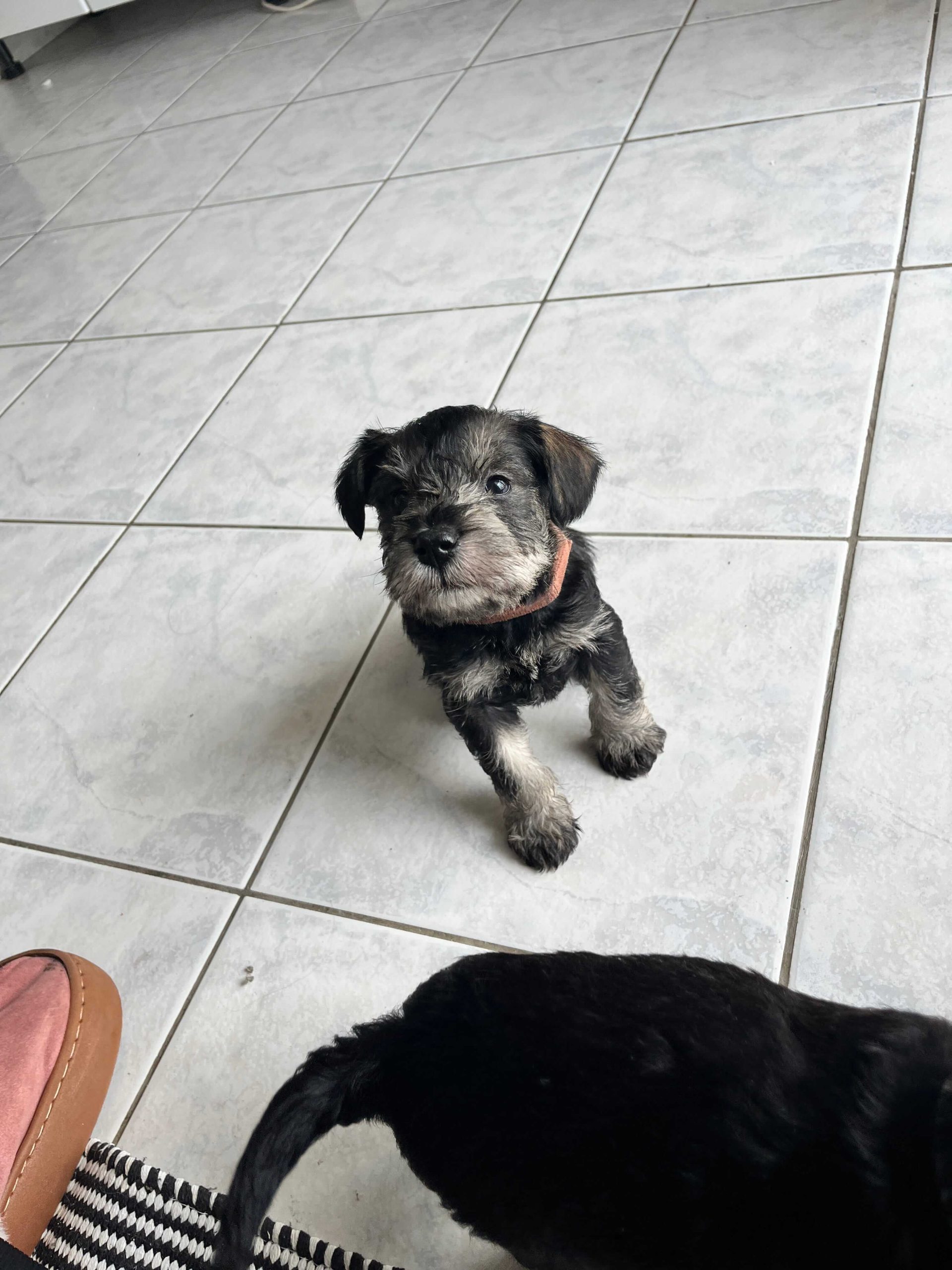 Miniature Schnauzer Ελληνική Εκτροφή - Image 14