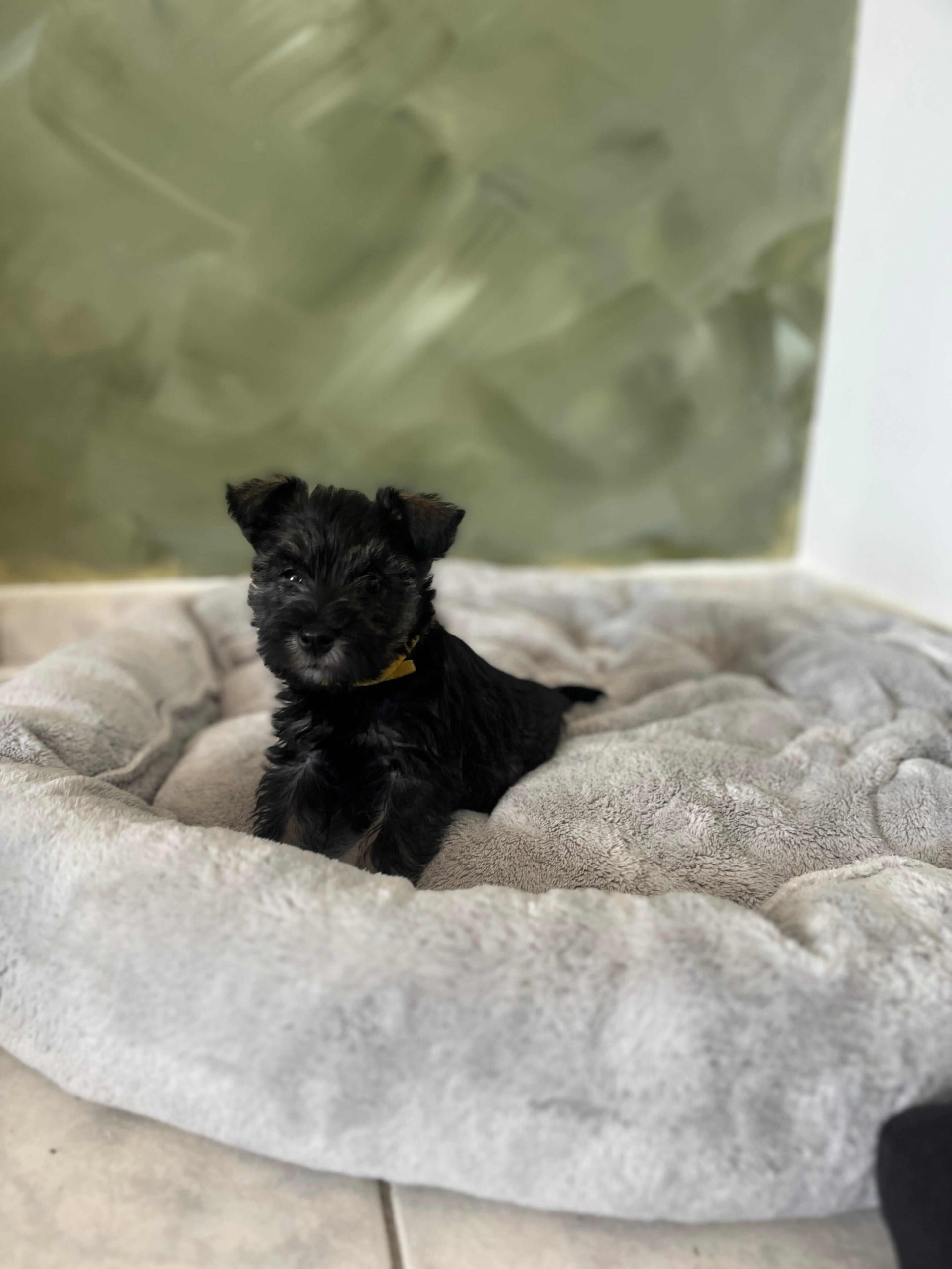 Miniature Schnauzer Ελληνική Εκτροφή - Image 10