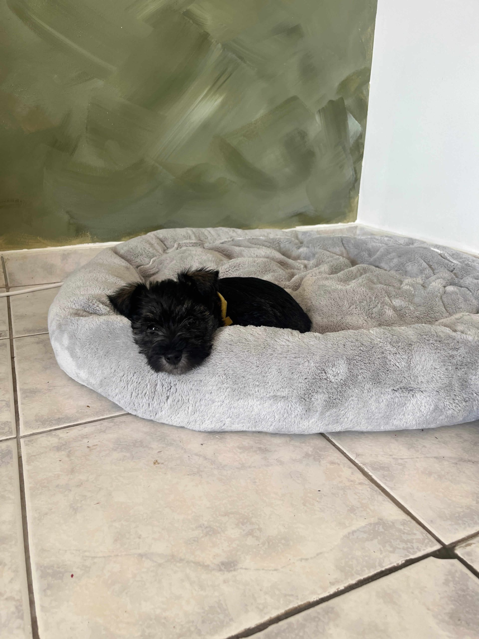 Miniature Schnauzer Ελληνική Εκτροφή - Image 8