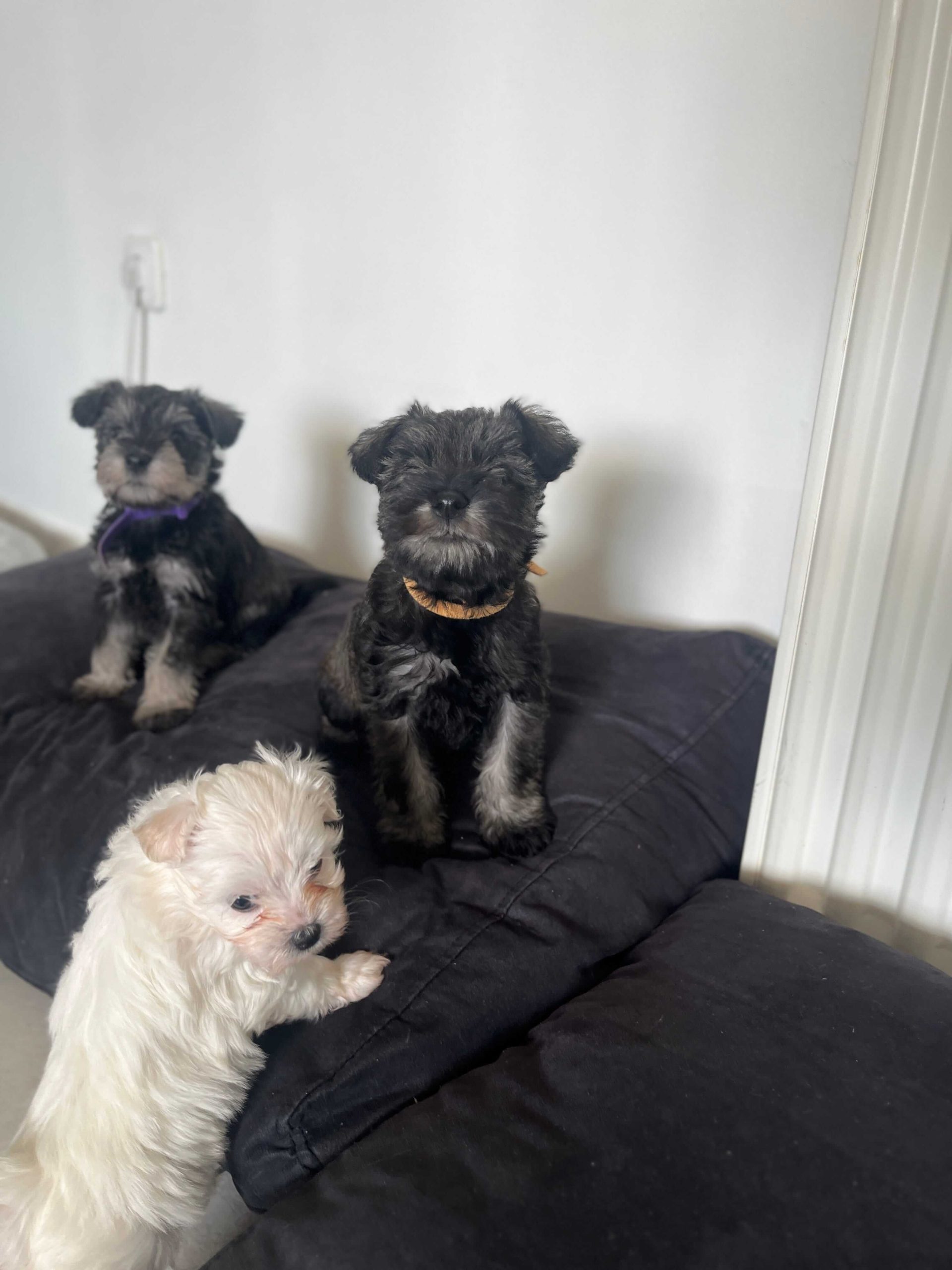 Miniature Schnauzer Ελληνική Εκτροφή - Image 5