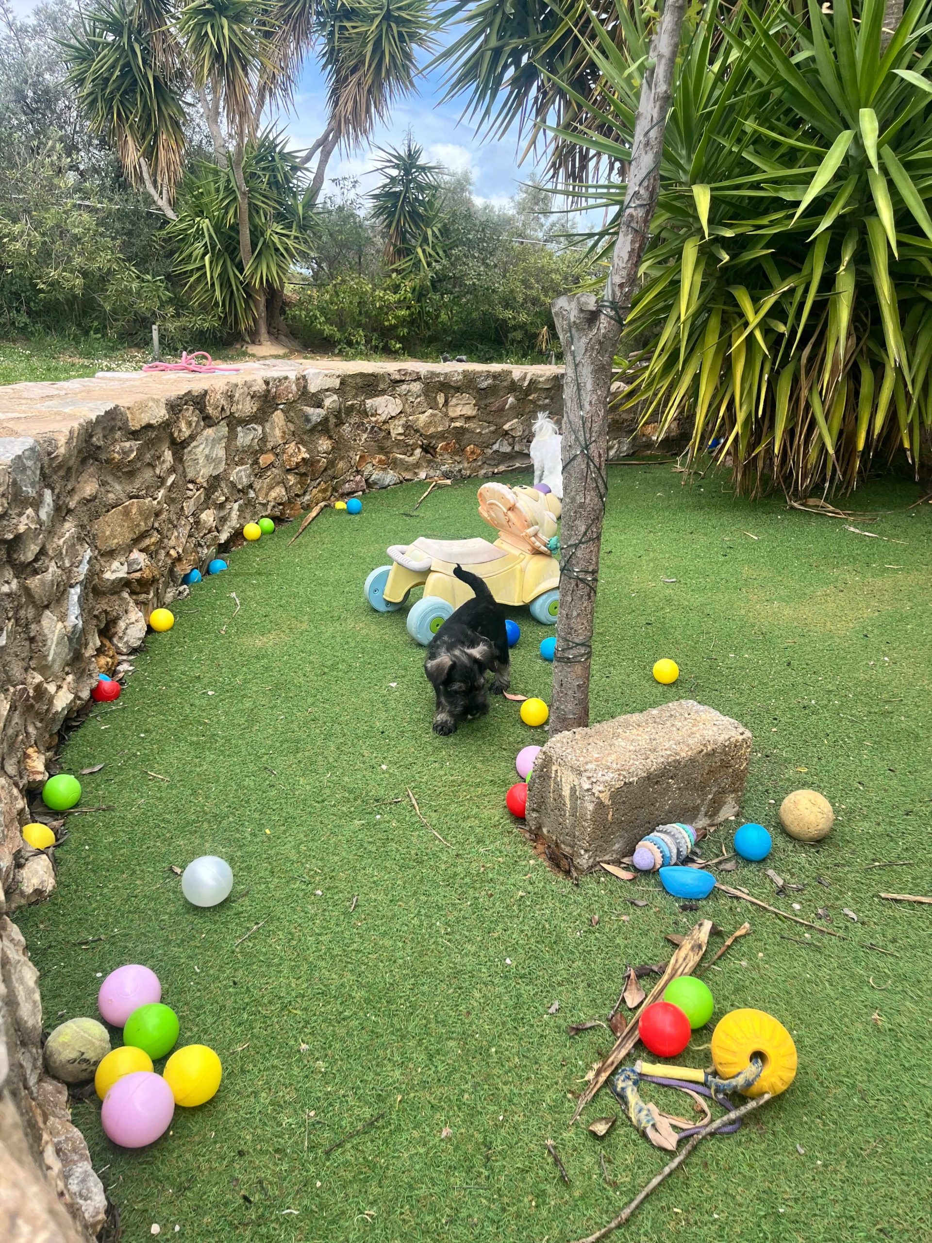 Miniature Schnauzer - Image 3