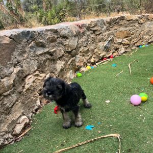 Miniature Schnauzer