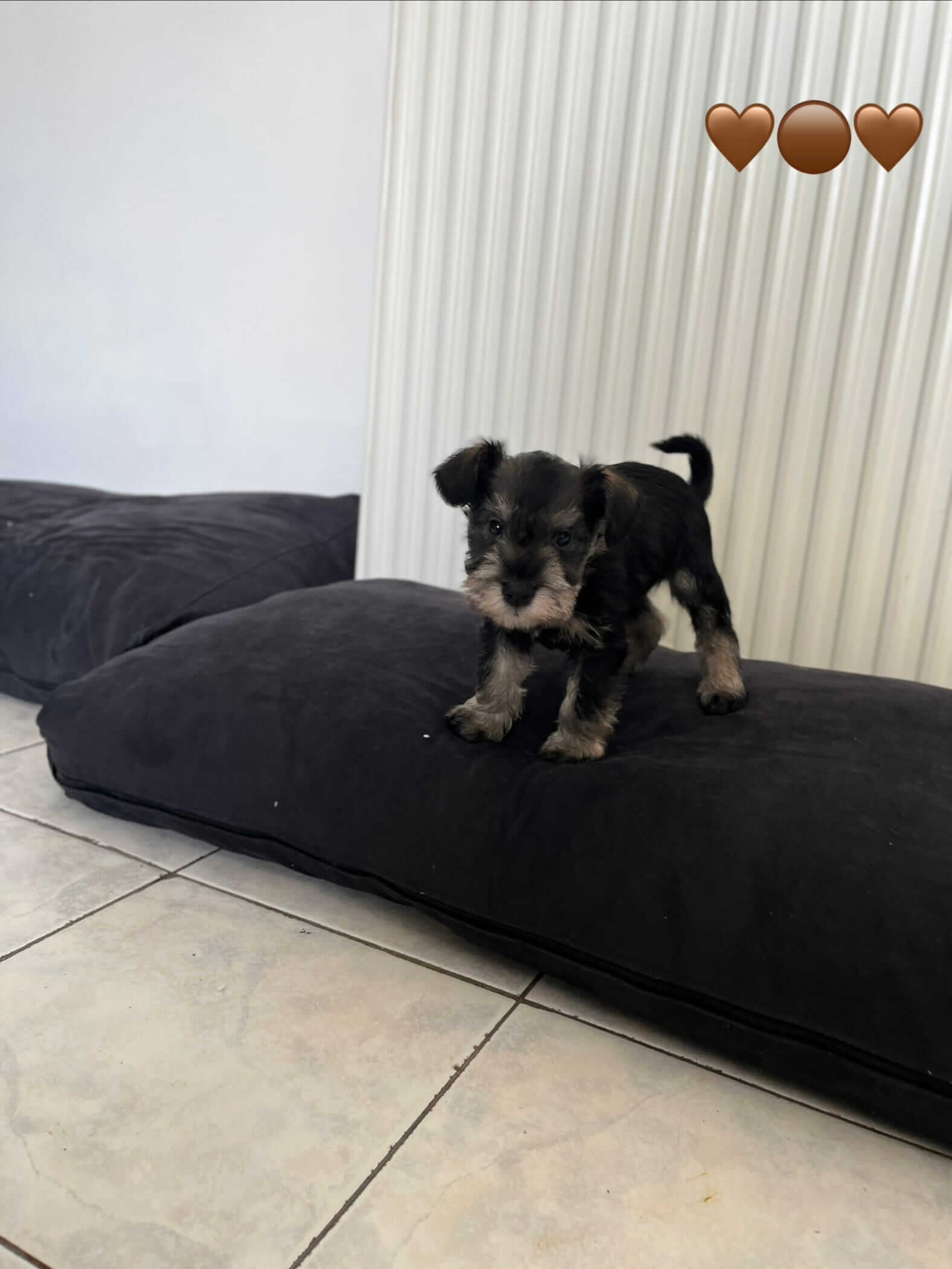 Miniature Schnauzer Ελληνική Εκτροφή - Image 7