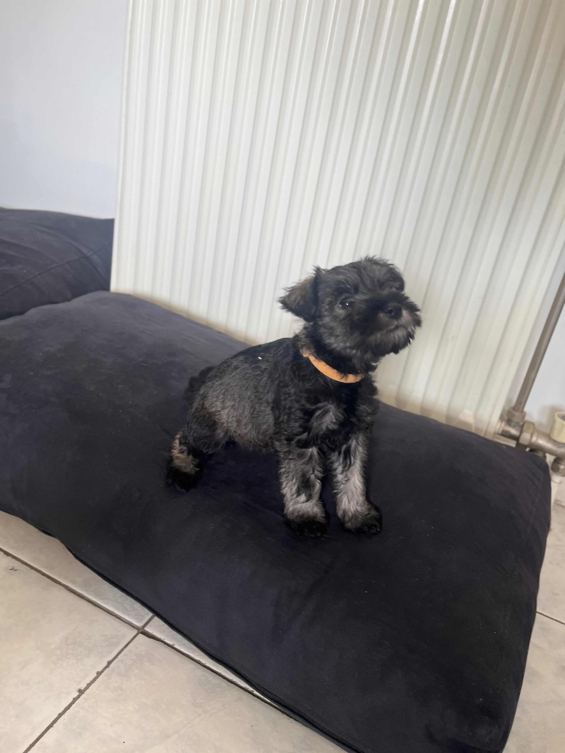 Miniature Schnauzer Ελληνική Εκτροφή - Image 4