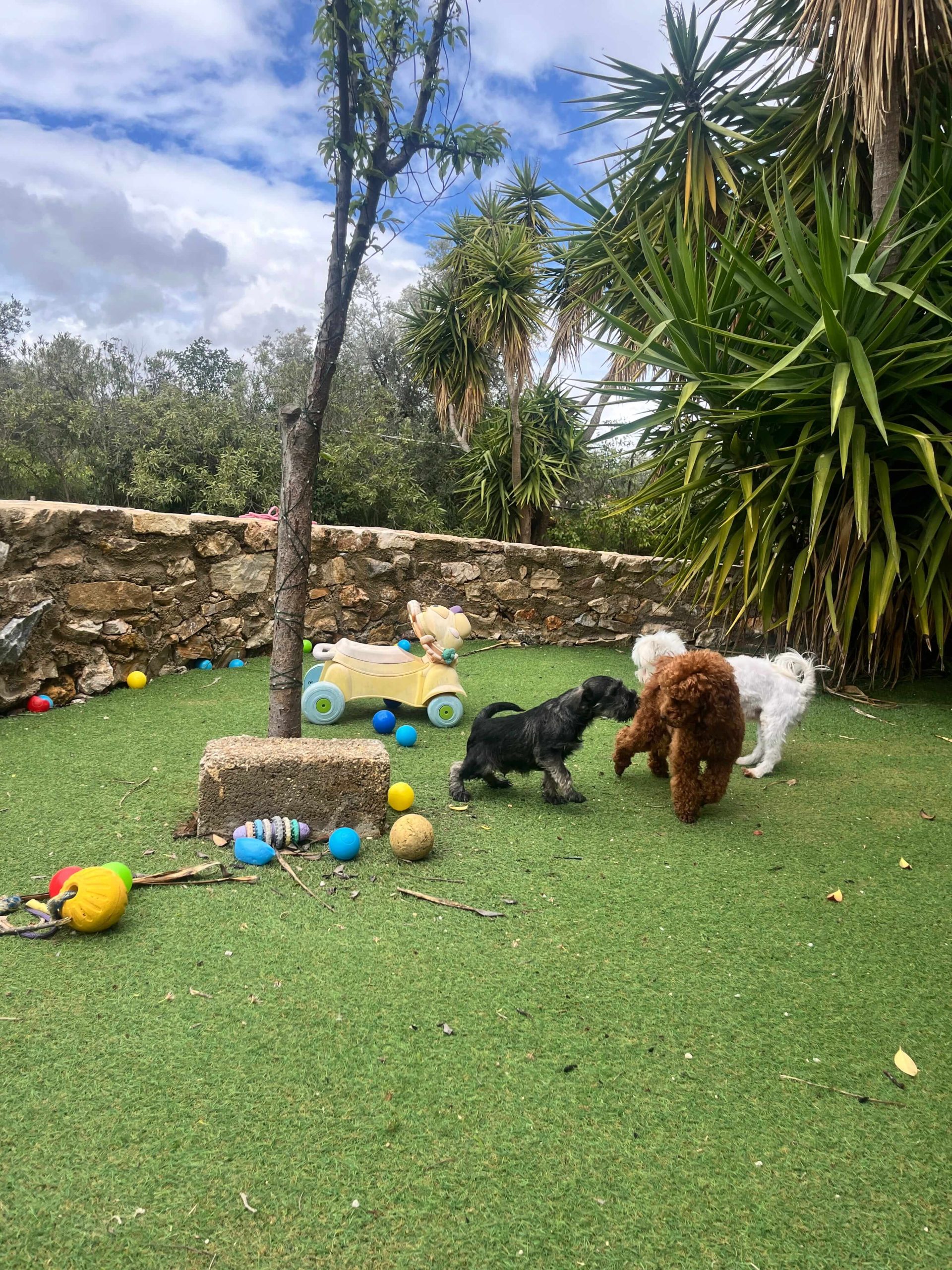 Miniature Schnauzer - Image 4