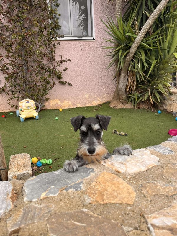 Miniature Schnauzer