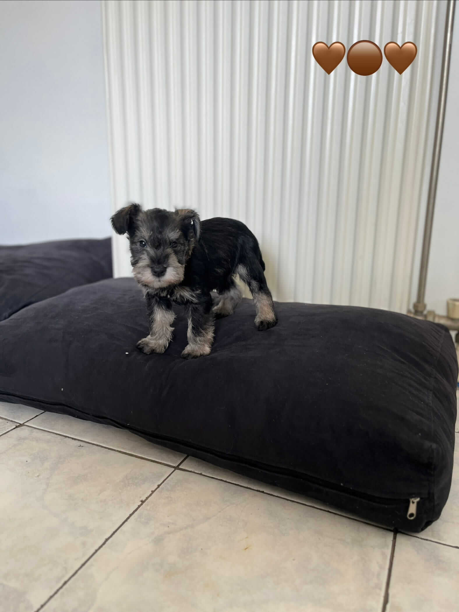 Miniature Schnauzer Ελληνική Εκτροφή - Image 15