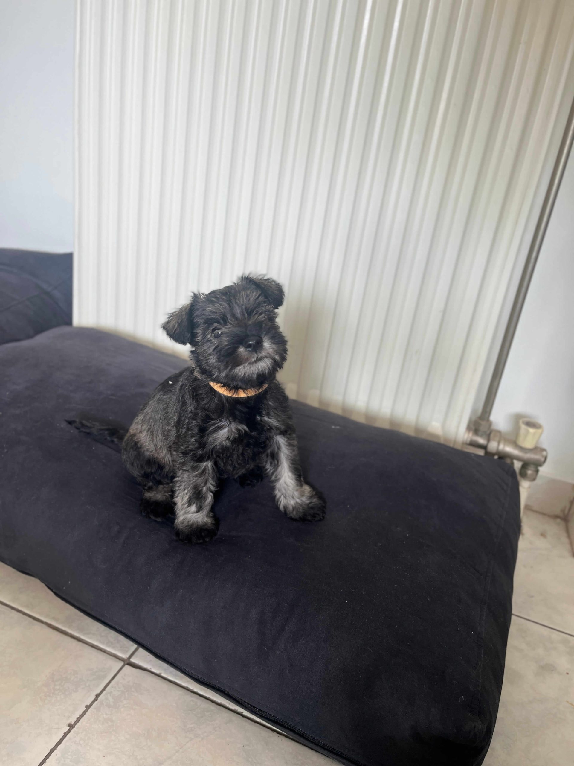 Miniature Schnauzer Ελληνική Εκτροφή - Image 6