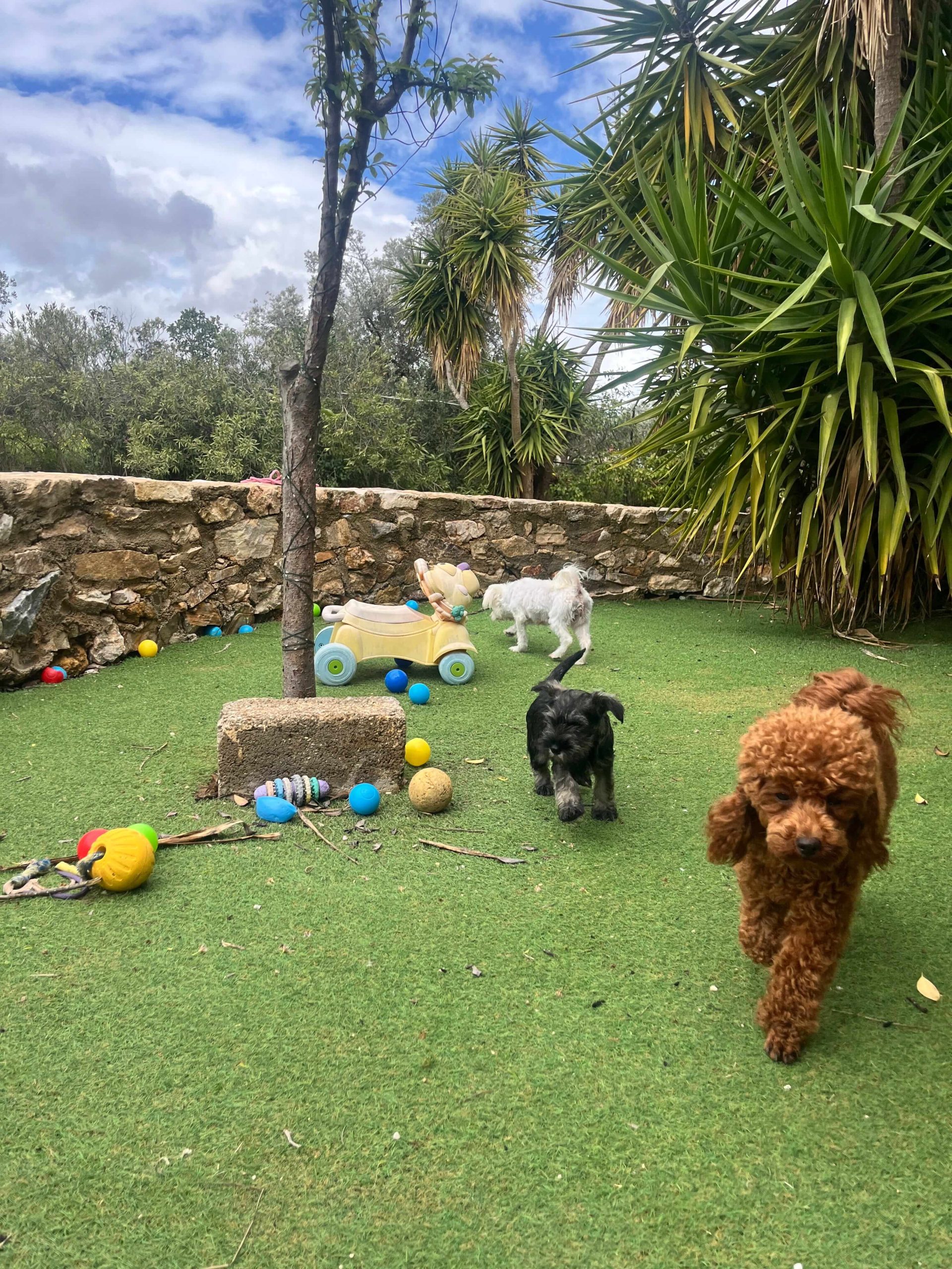 Miniature Schnauzer - Image 5