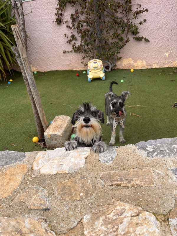 Miniature Schnauzer - Image 3