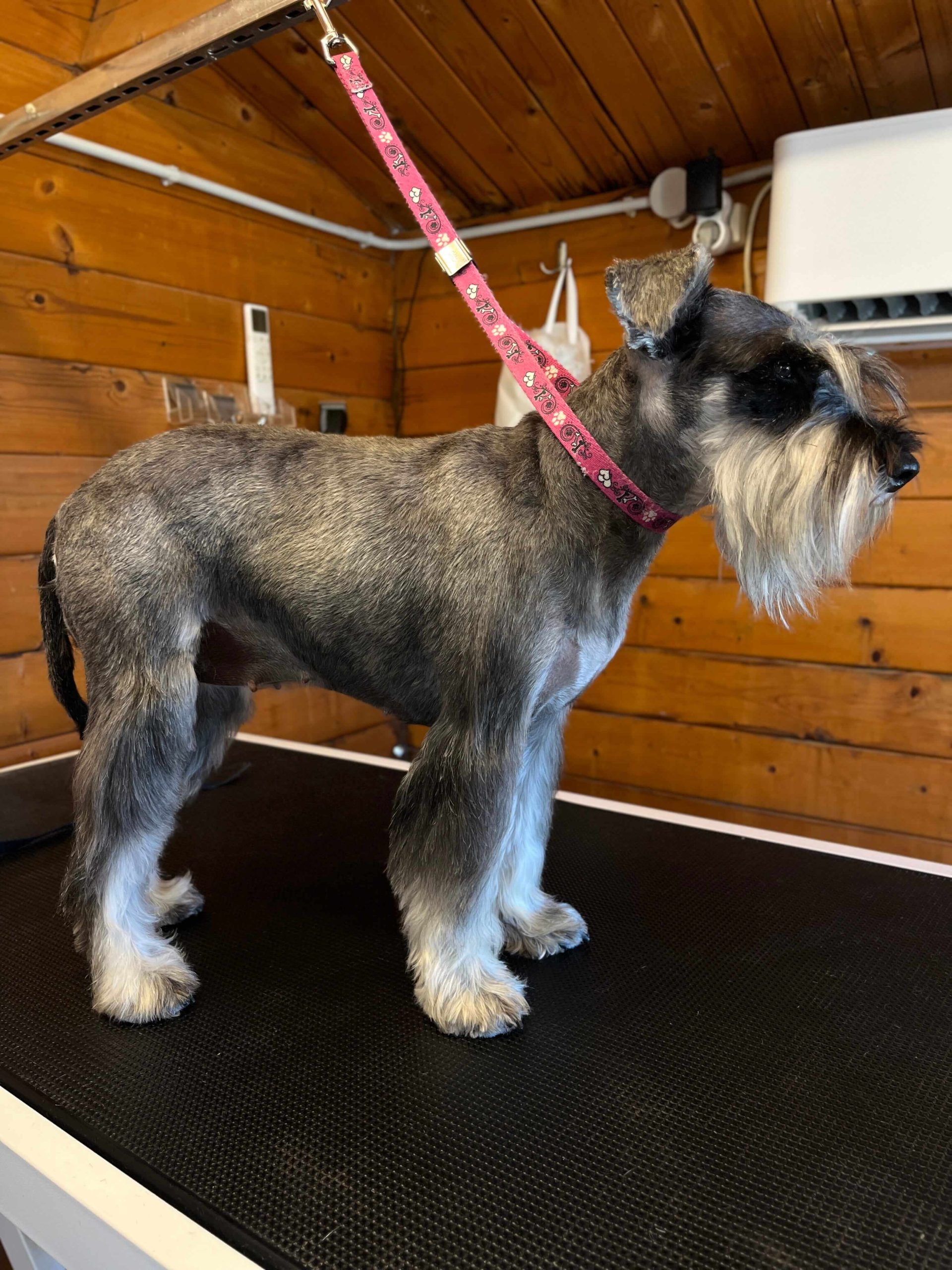 Miniature Schnauzer Ελληνική Εκτροφή - Image 25