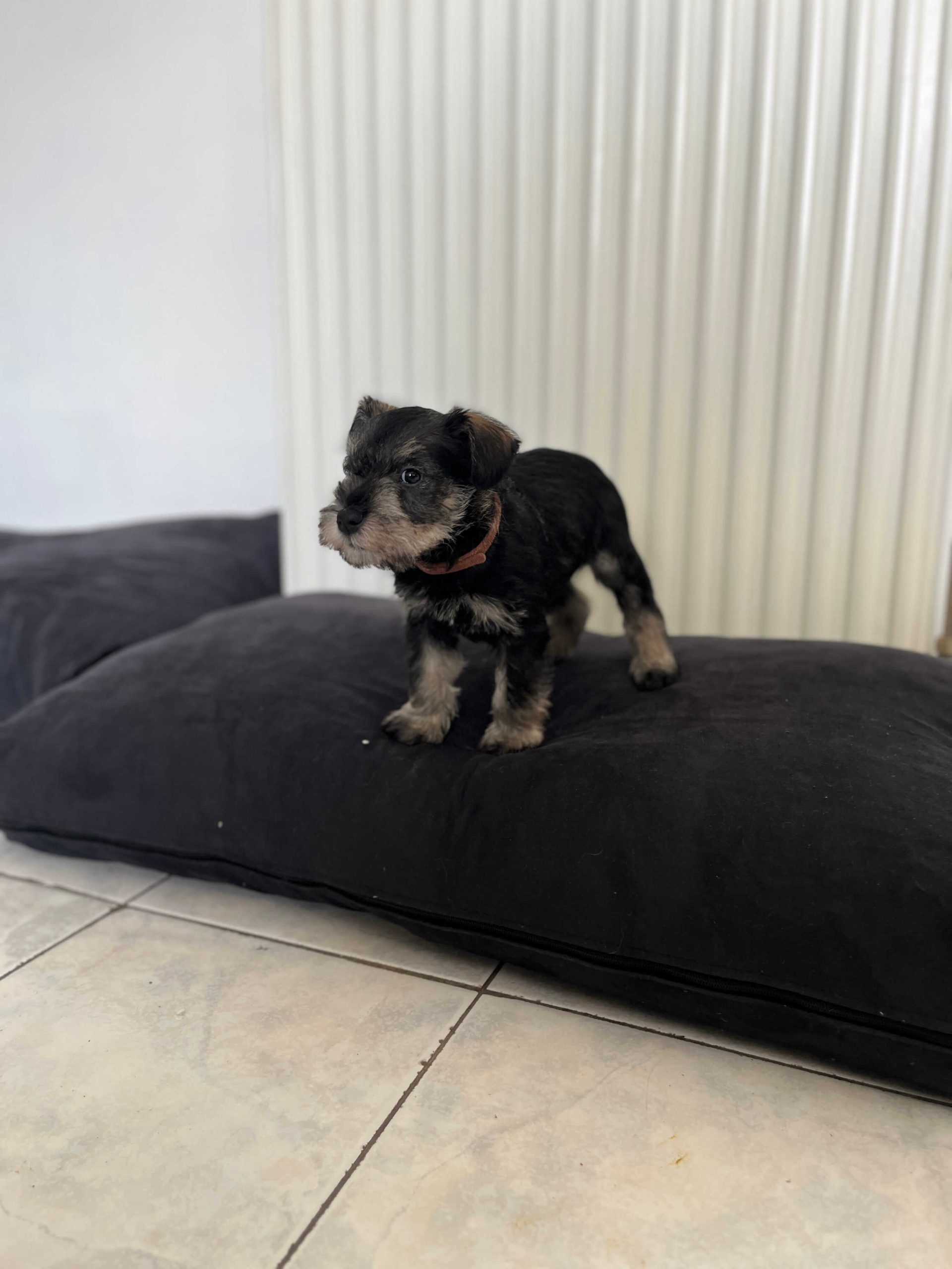 Miniature Schnauzer Ελληνική Εκτροφή - Image 16