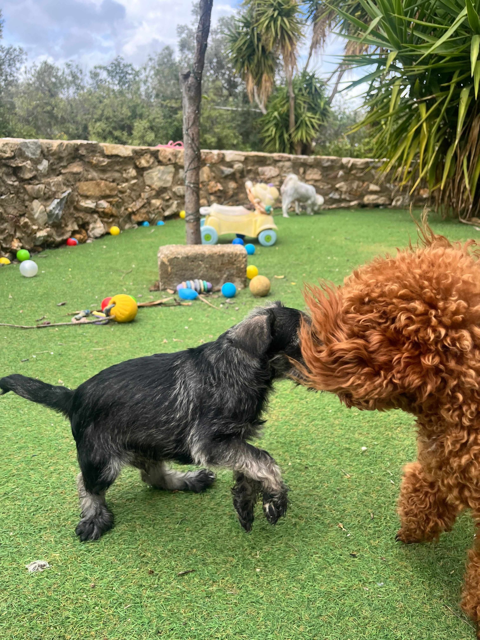 Miniature Schnauzer - Image 6