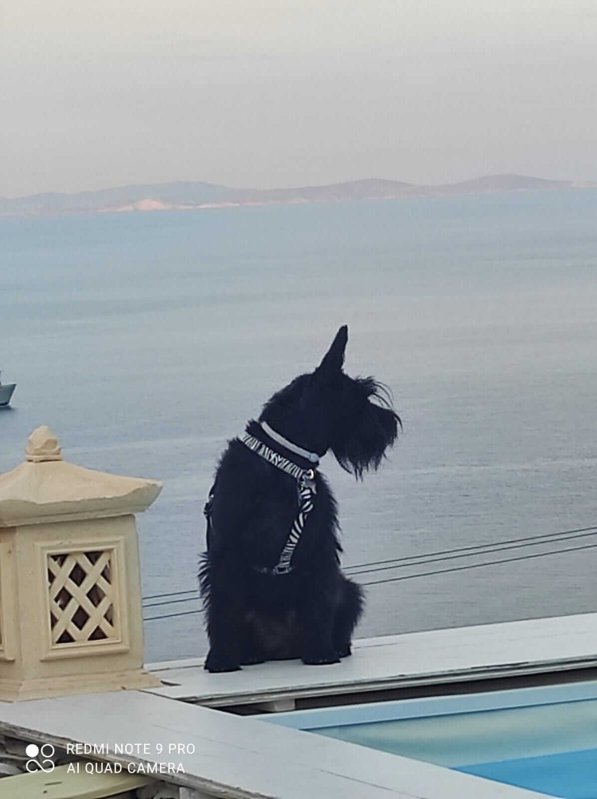 Miniature Schnauzer Ελληνική Εκτροφή - Image 24