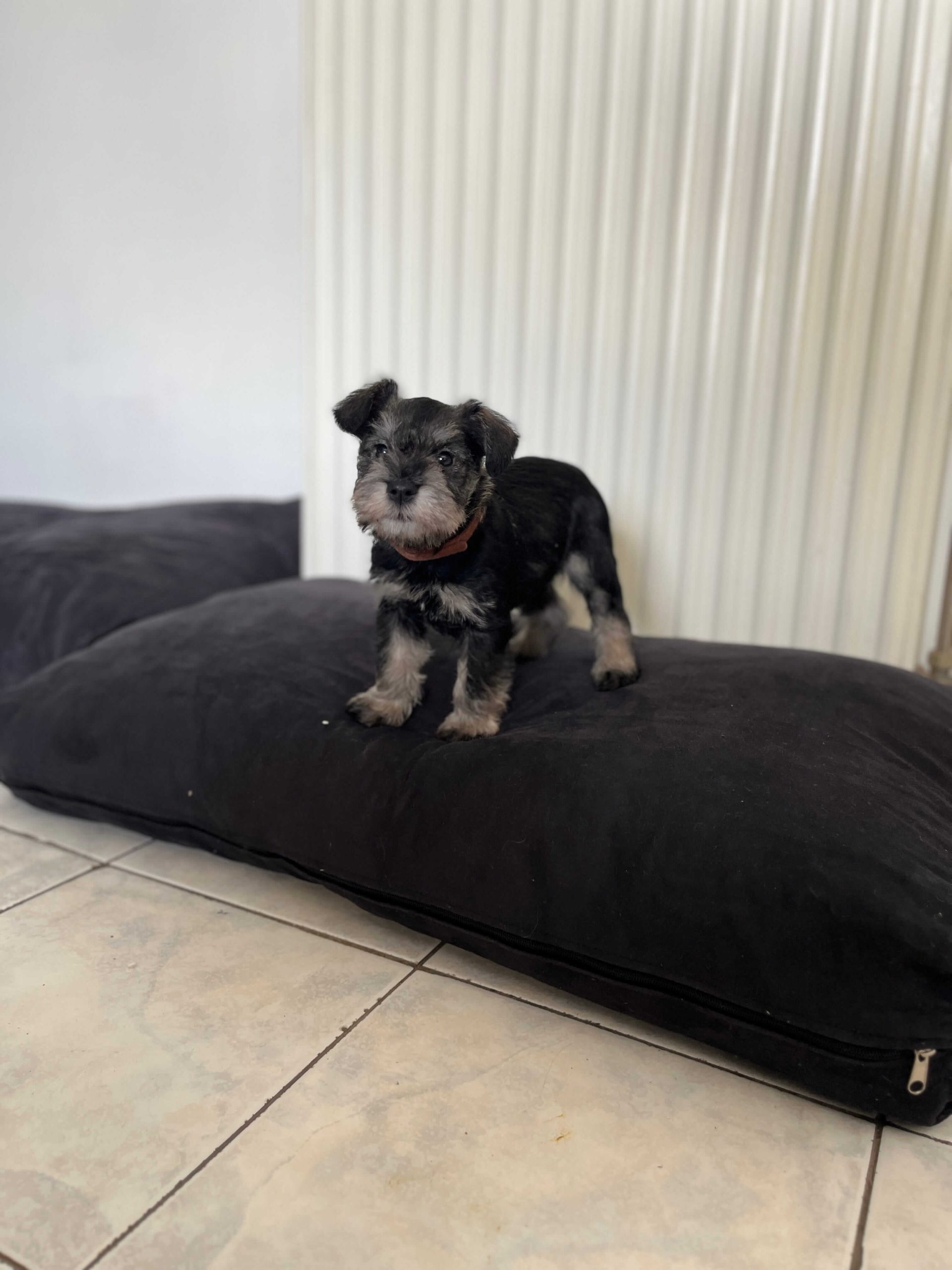 Miniature Schnauzer Ελληνική Εκτροφή - Image 17