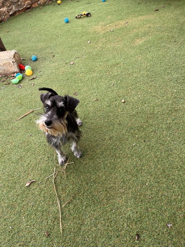 Miniature Schnauzer - Image 6