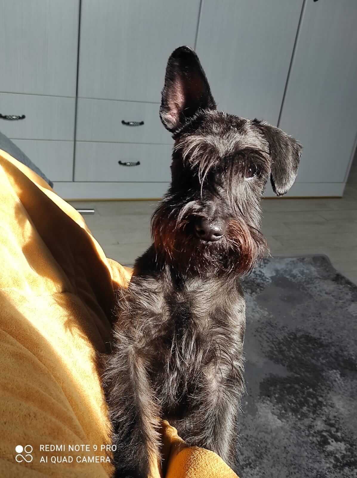 Miniature Schnauzer Ελληνική Εκτροφή - Image 23