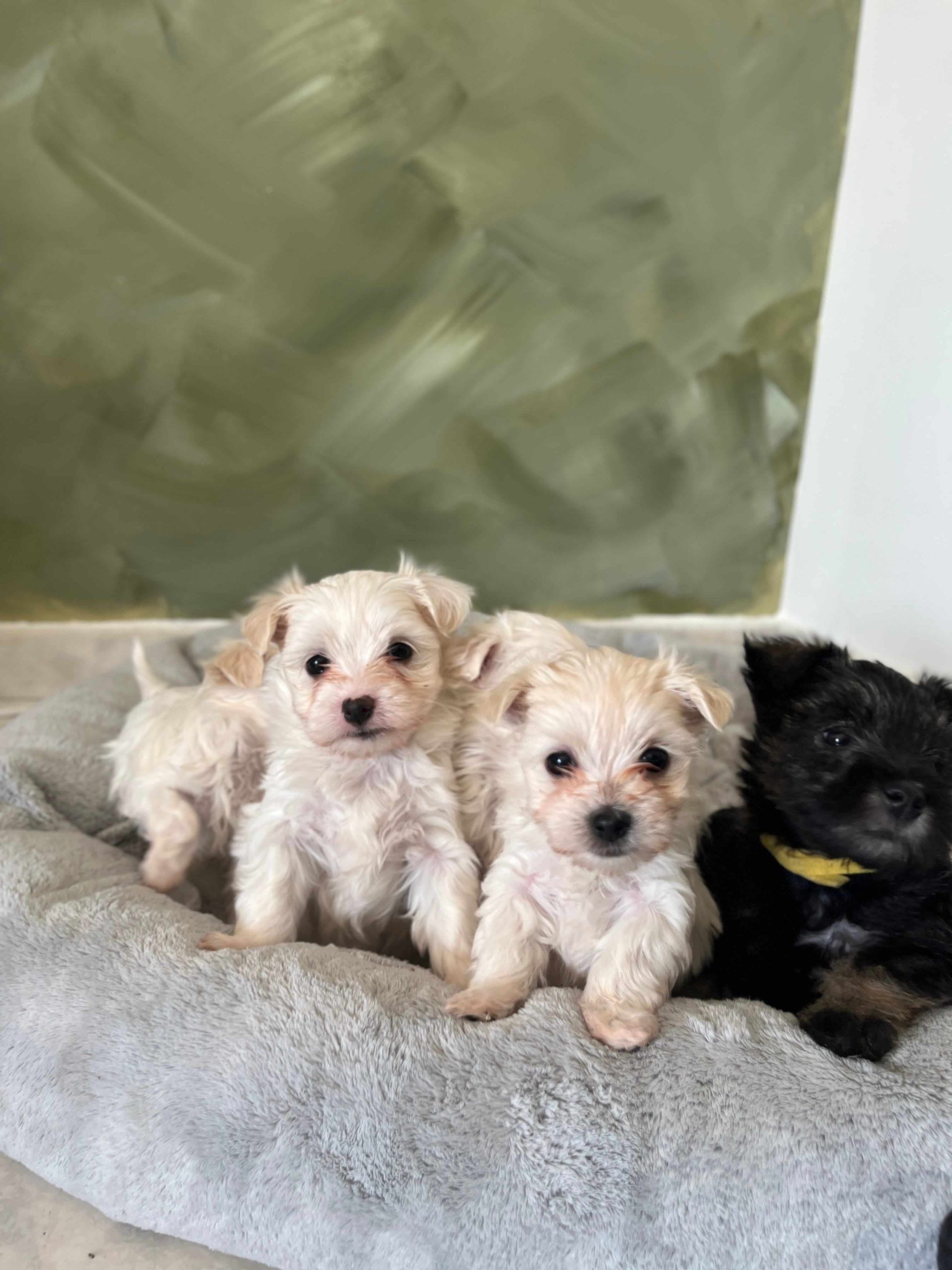 Miniature Schnauzer Ελληνική Εκτροφή - Image 11