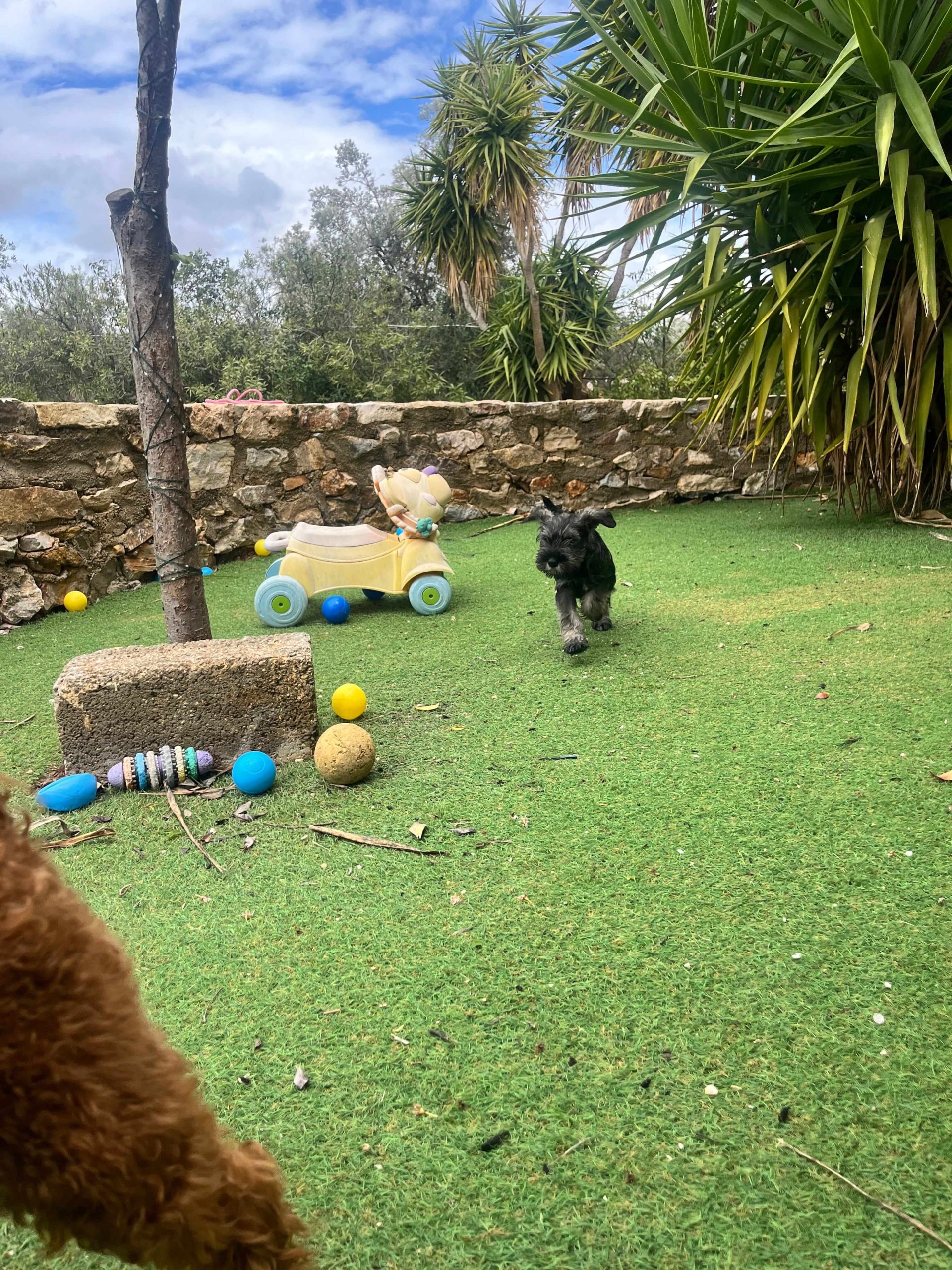 Miniature Schnauzer - Image 8