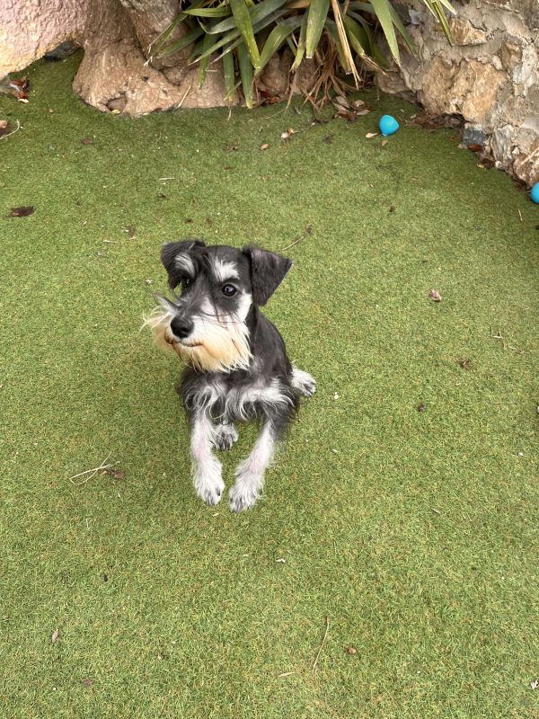 Miniature Schnauzer - Image 5