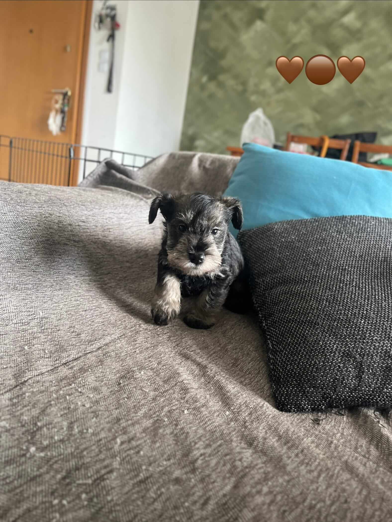 Miniature Schnauzer Ελληνική Εκτροφή - Image 18