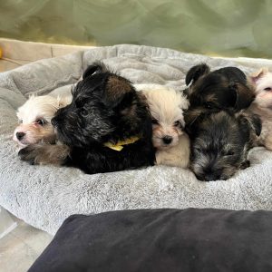 Miniature Schnauzer Ελληνική Εκτροφή