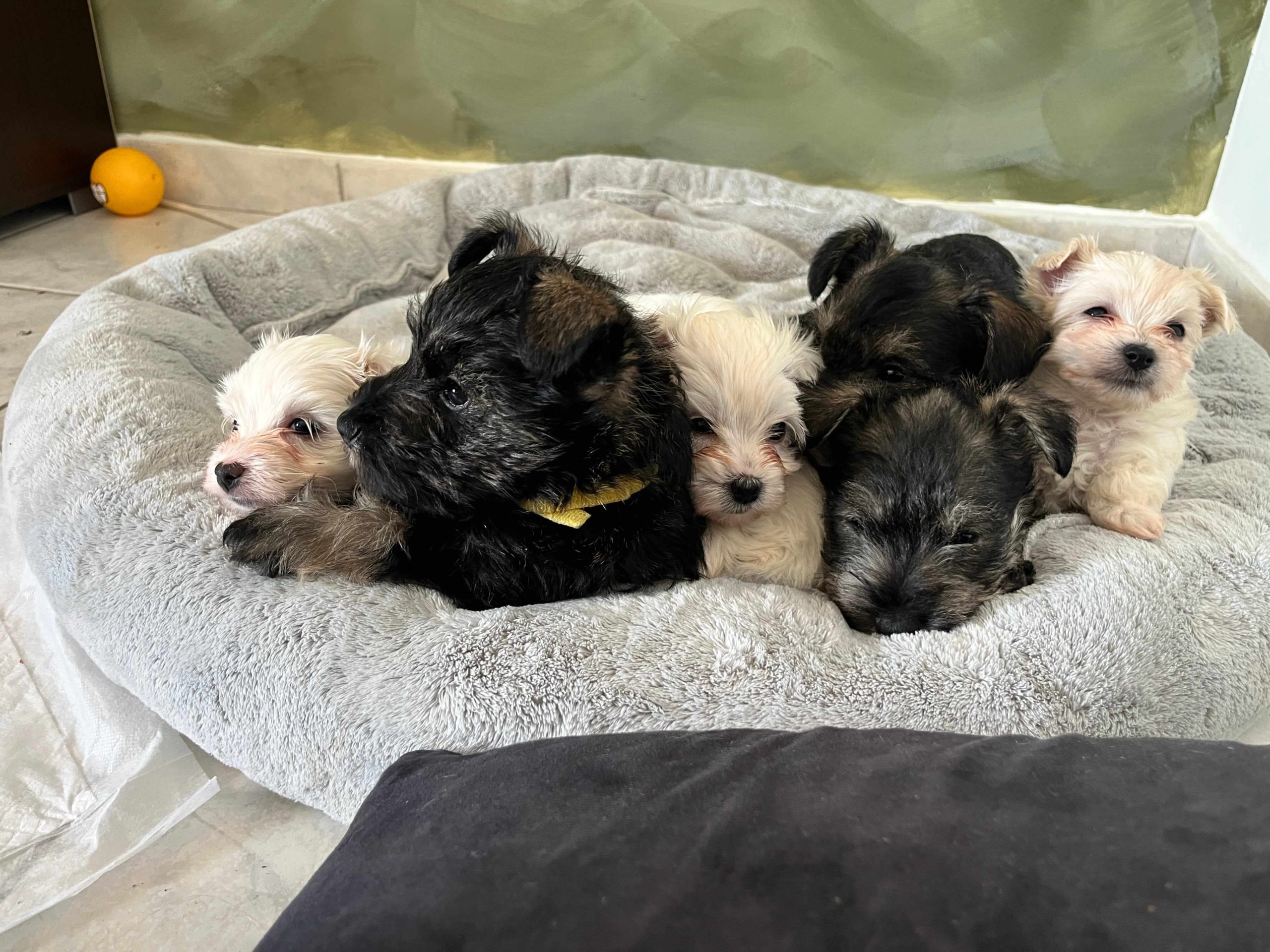 Miniature Schnauzer Ελληνική Εκτροφή