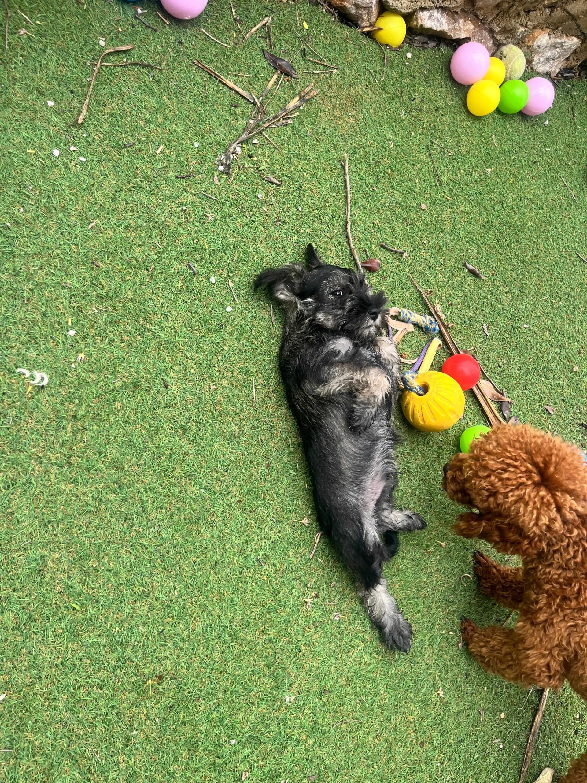 Miniature Schnauzer - Image 9