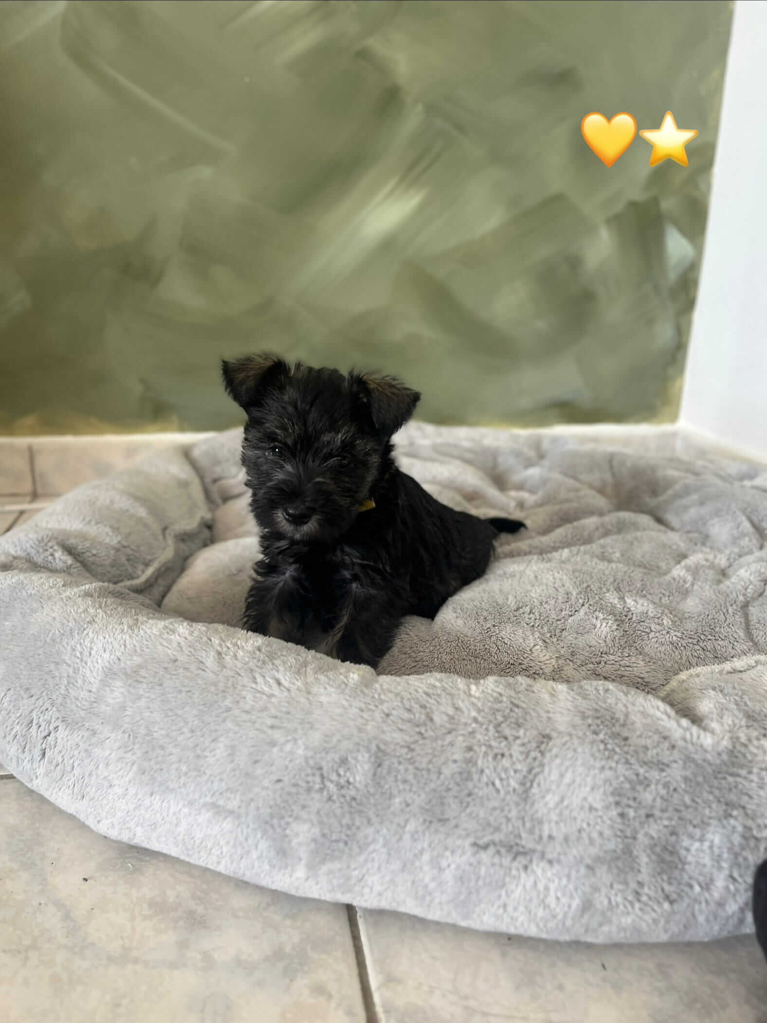 Miniature Schnauzer Ελληνική Εκτροφή - Image 12