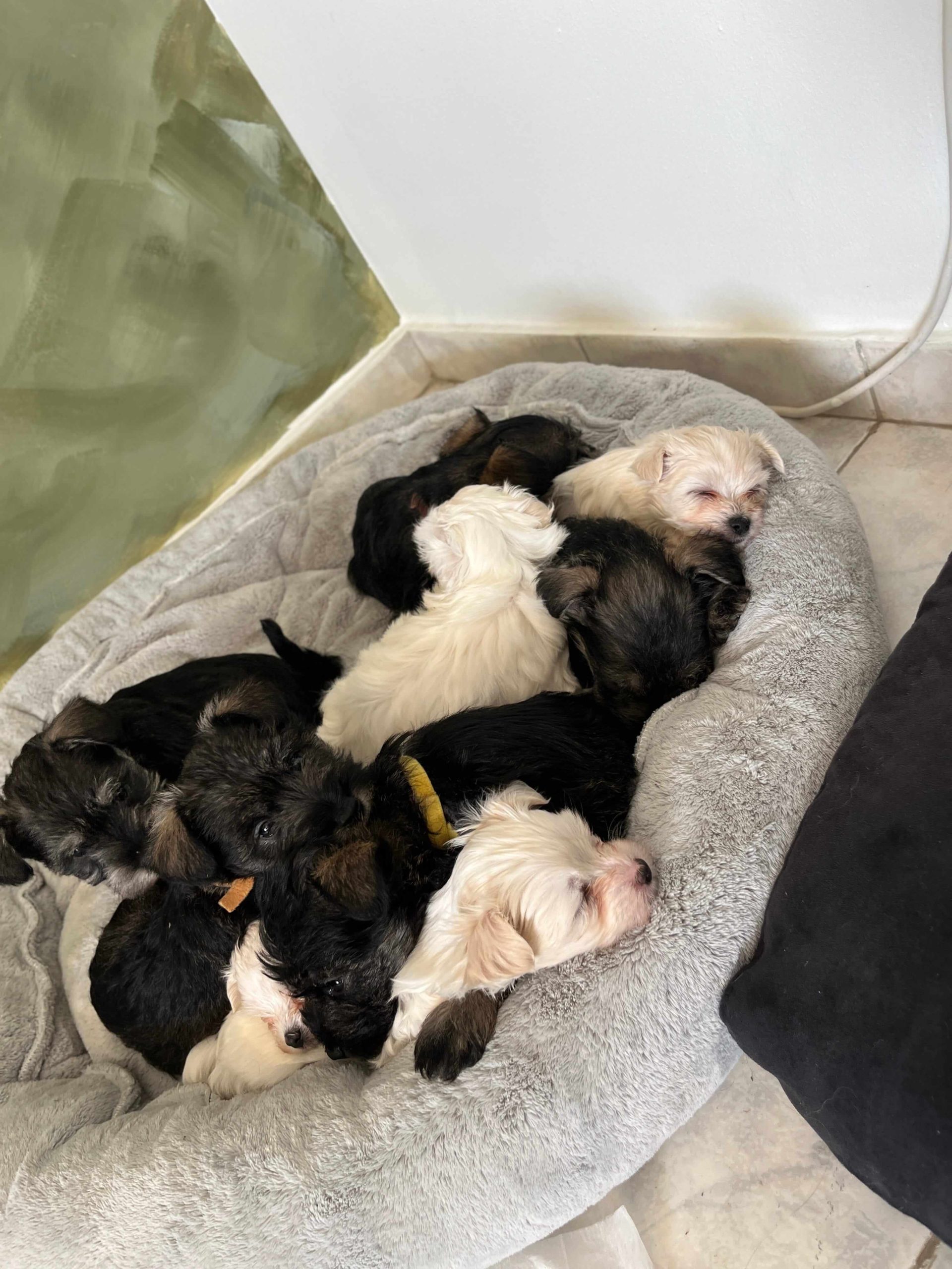 Miniature Schnauzer Ελληνική Εκτροφή - Image 20