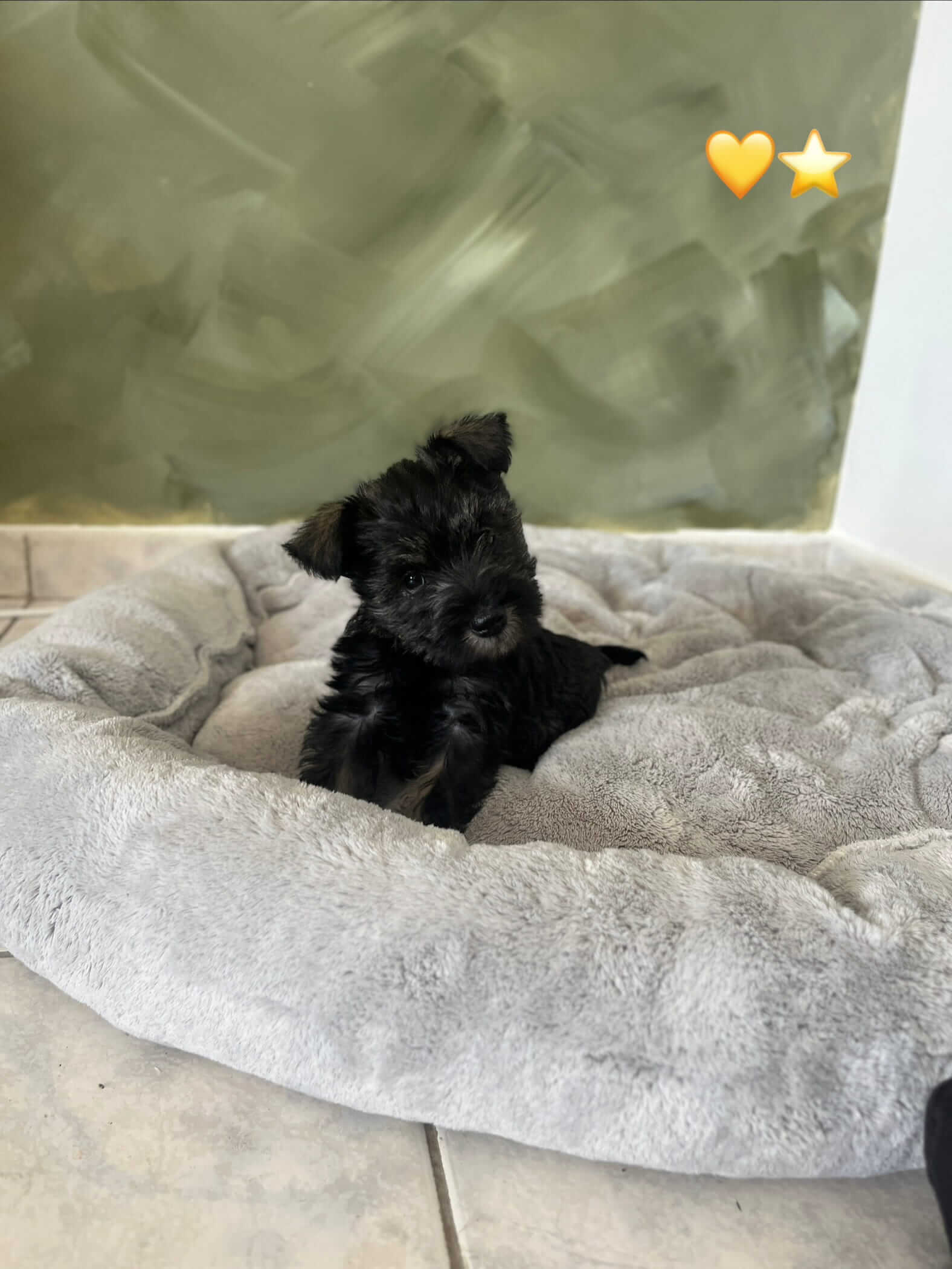 Miniature Schnauzer Ελληνική Εκτροφή - Image 9