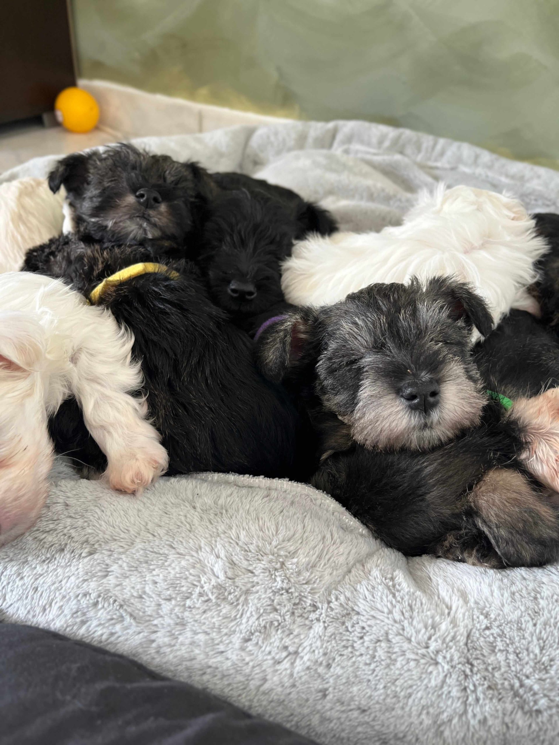 Miniature Schnauzer Ελληνική Εκτροφή - Image 22